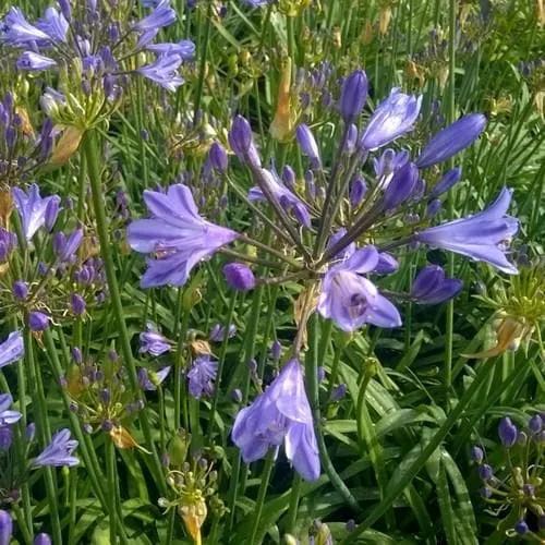 Agapanthus Blue Storm